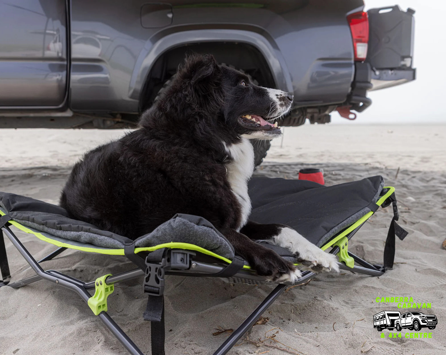 Quick Fold Dog Bed (Large, Padded)