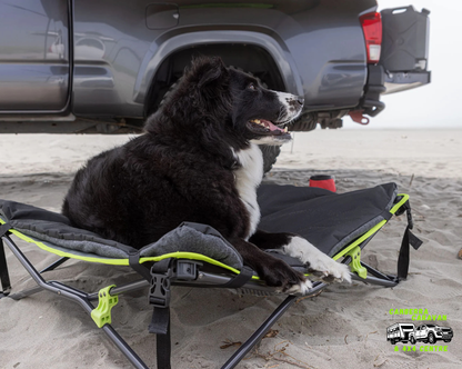 Quick Fold Dog Bed (Large, Padded)