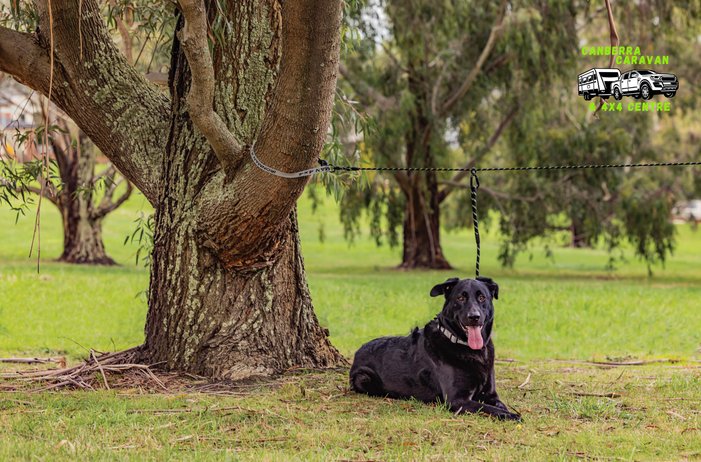 The Pet Roamer Tethering System